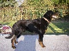  - Beauceron Male a donner - Adoptee