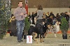  - Brussels Dog Show